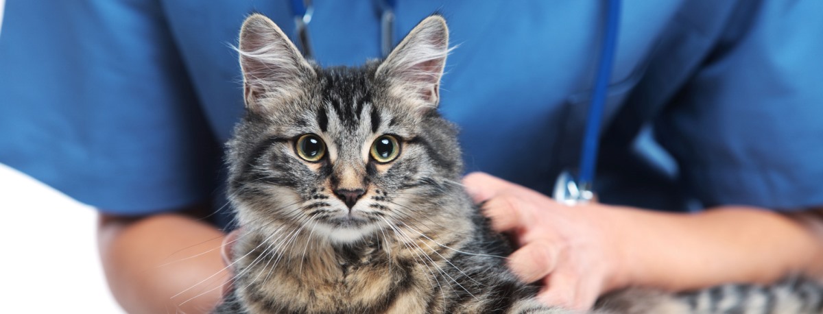 Ambulatorio Veterinario - Dottoressa Marilisa Sgarella - Sassari